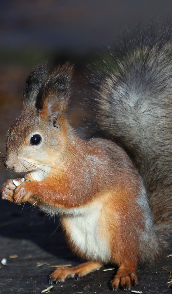 Маленькая рыжая белка грызет орех