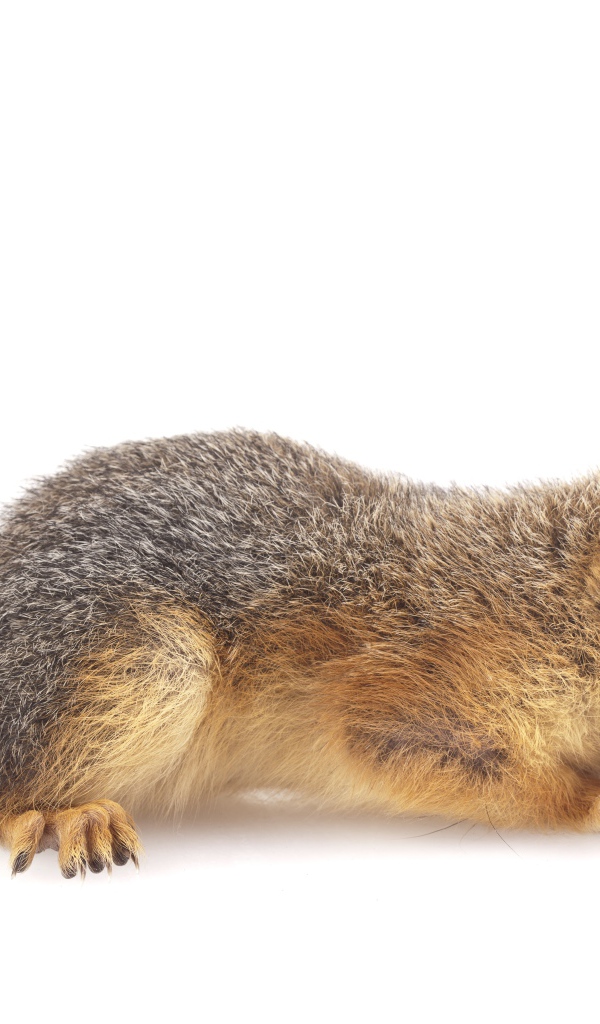 Маленькая рыжая белка на белом фоне 