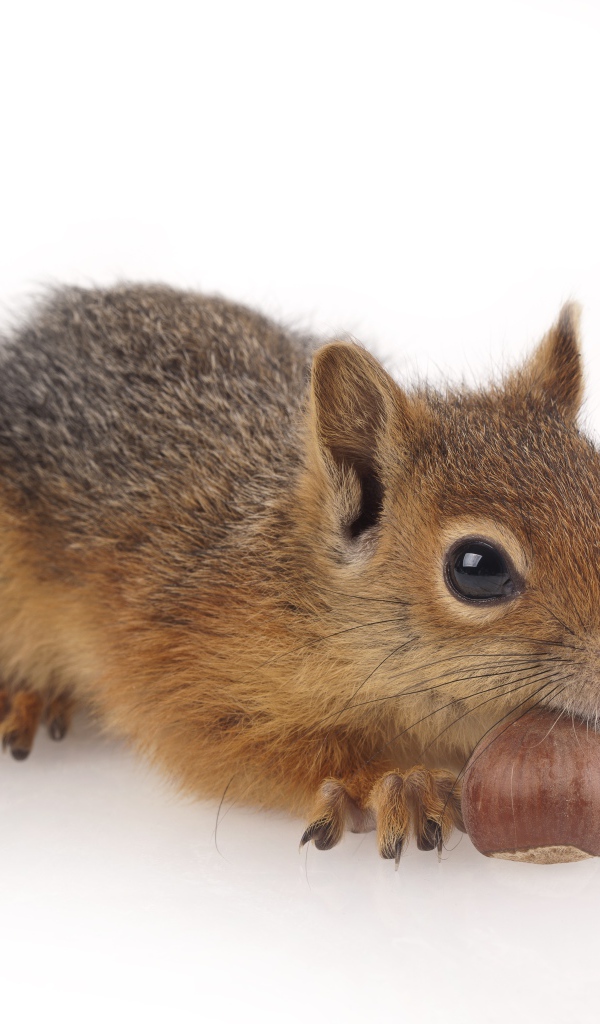Маленькая рыжая белка с орехом на белом фоне