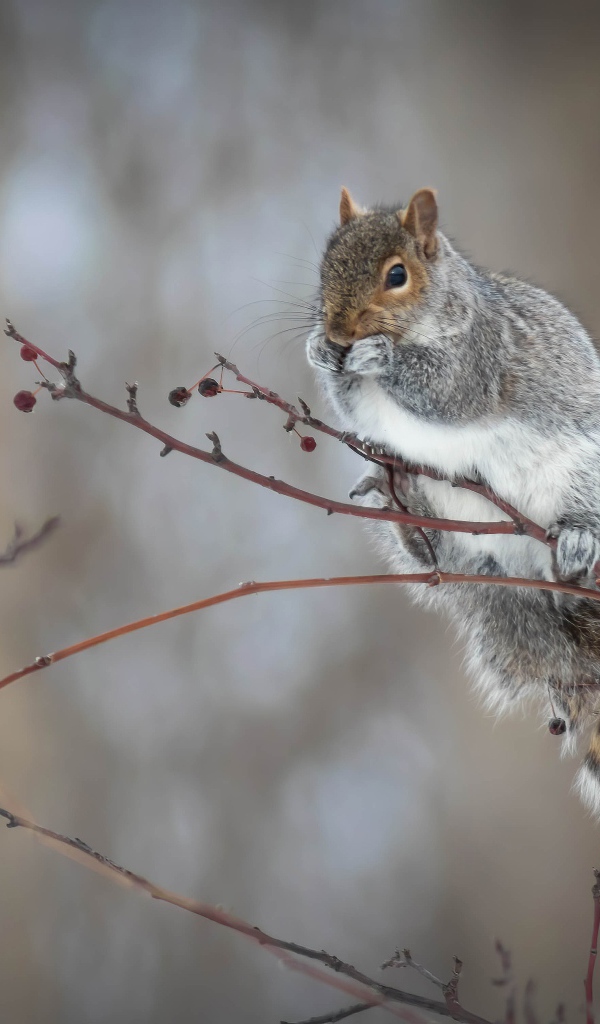 Маленькая белка сидит на ветке дерева