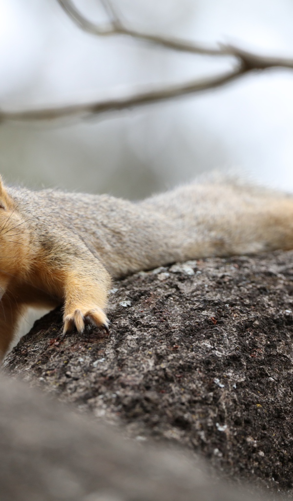 Маленькая белка зевает на дерева
