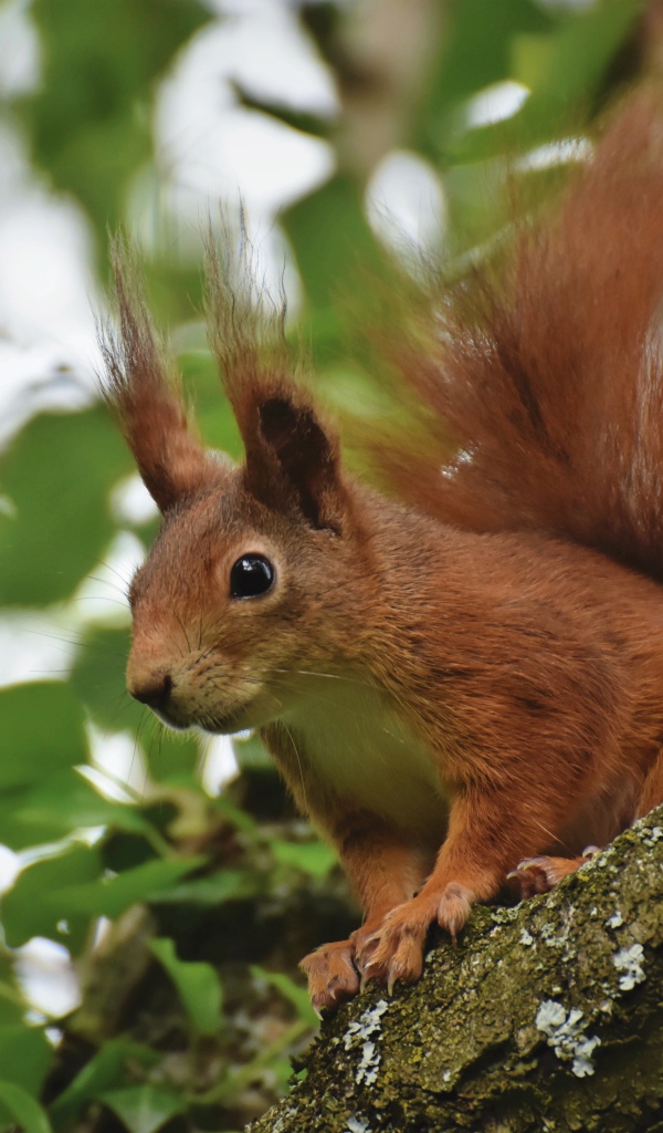 Red squirrel sits on a tree branch with green leaves