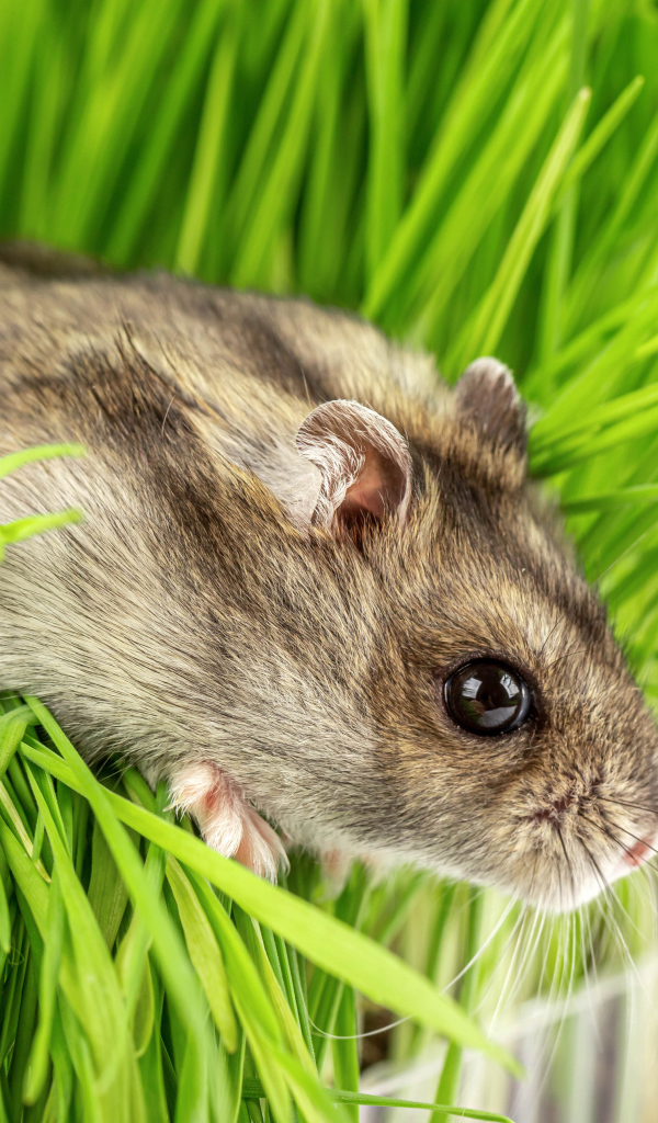 Маленький серый хомяк в зеленой траве на белом фоне