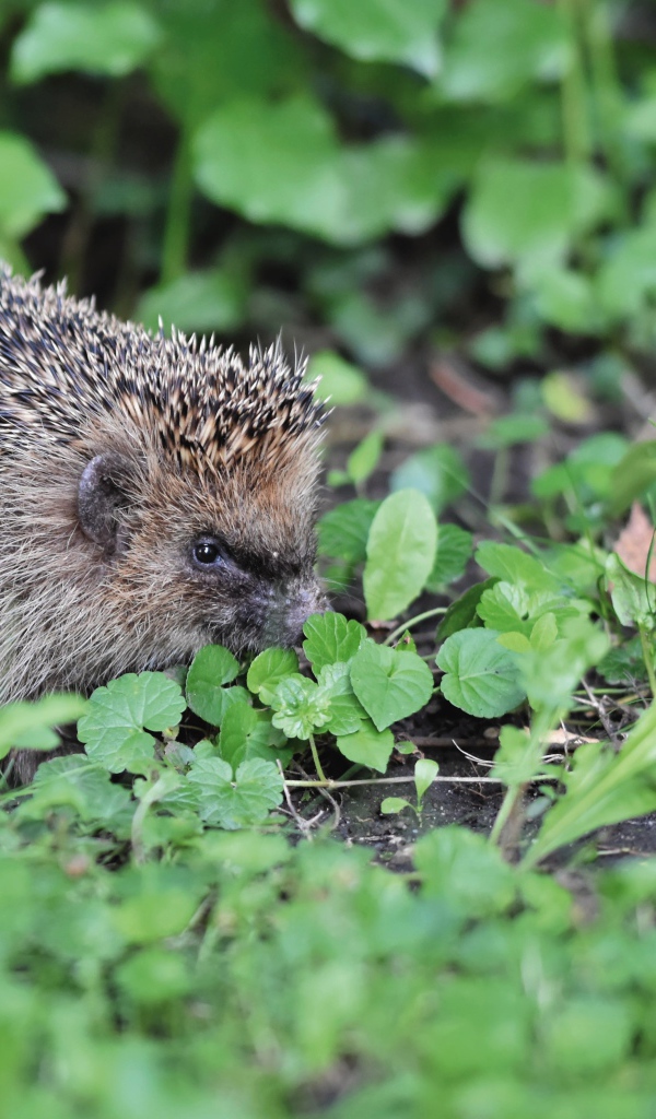 Два колючих ежа на зеленой траве 
