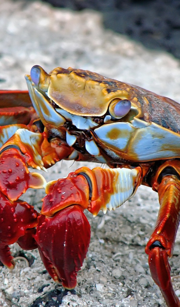 Большой красный морской краб на камне 