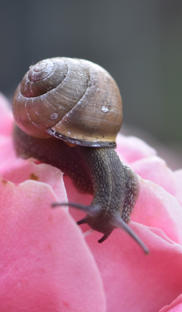 Большая улыбка сидит на розовом цветке розы