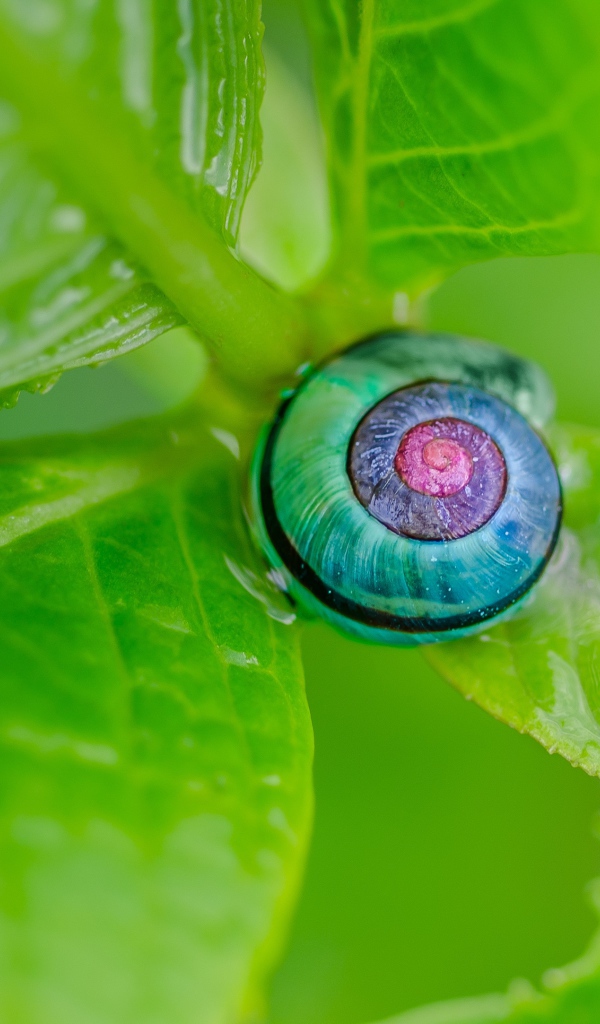 Голубая ракушка на зеленом листе