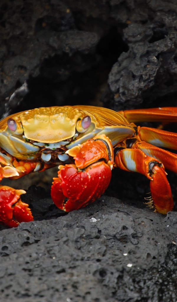 Рыжий краб прячется в камнях