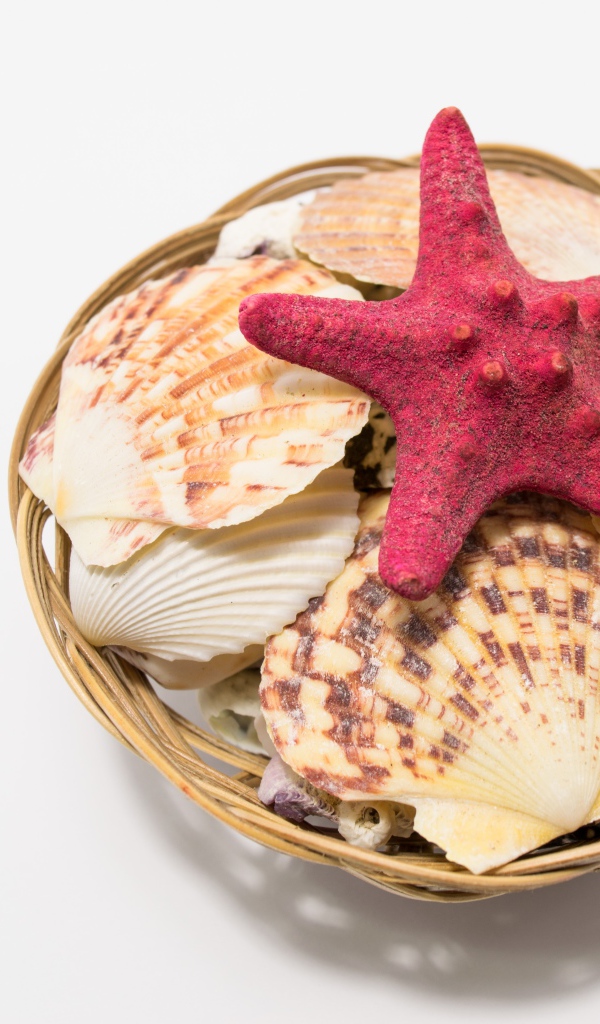 Красная морская звезда и ракушки в корзине на столе 