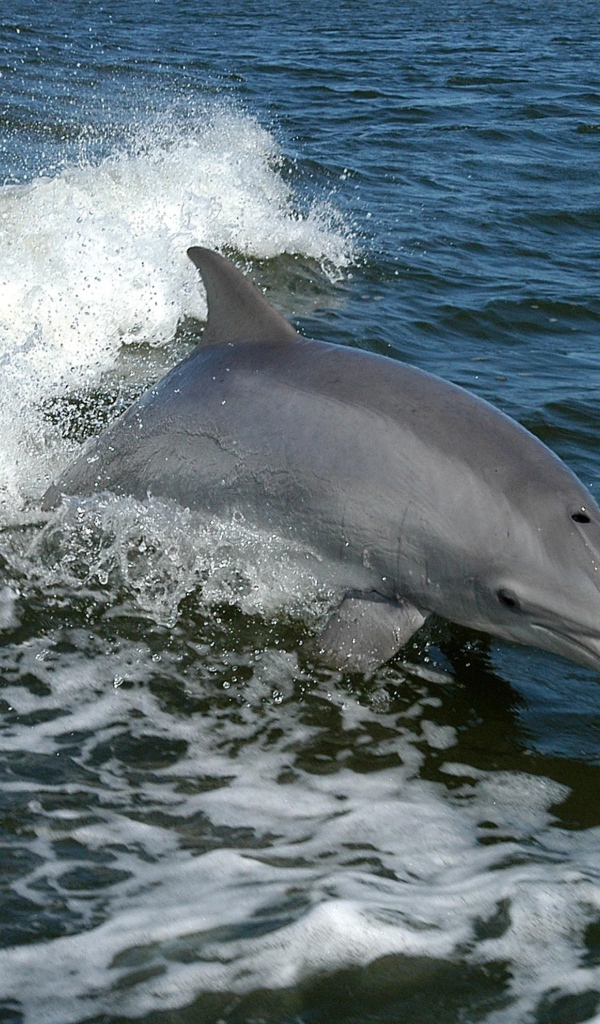 Серый дельфин выпрыгивает из воды