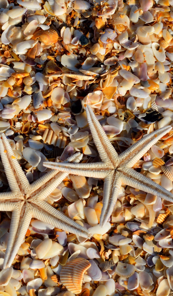 Две морские звезды лежат на ракушках 