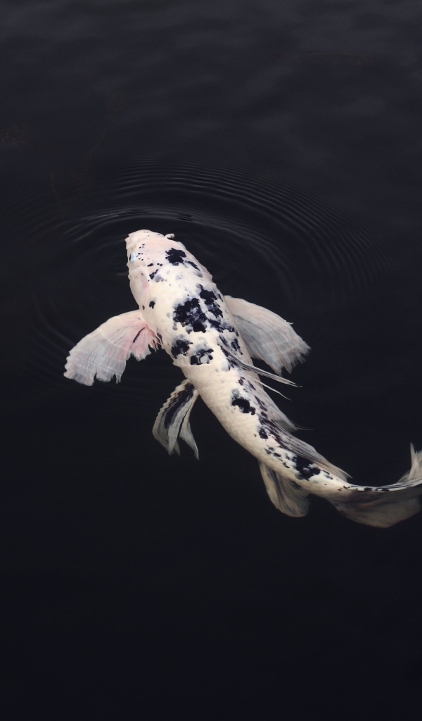 Белый карп в черной воде