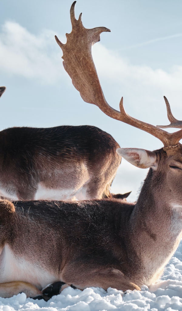 Стадо северных оленей в лучах солнца на снегу
