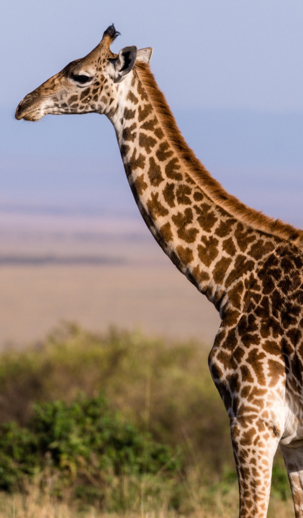 Большой пятнистый жираф гуляет по саванне 