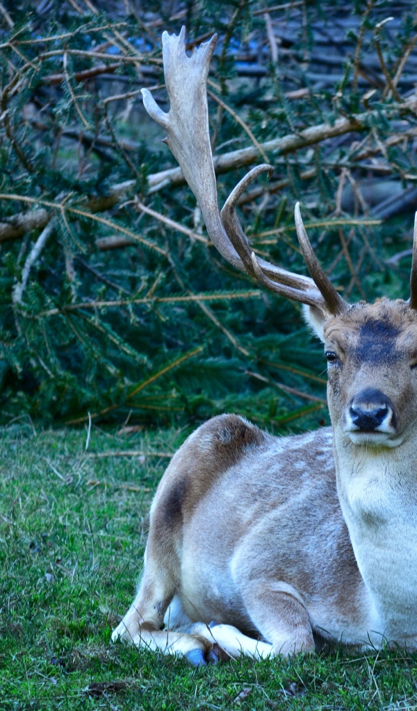 Самец лани с большими рогами