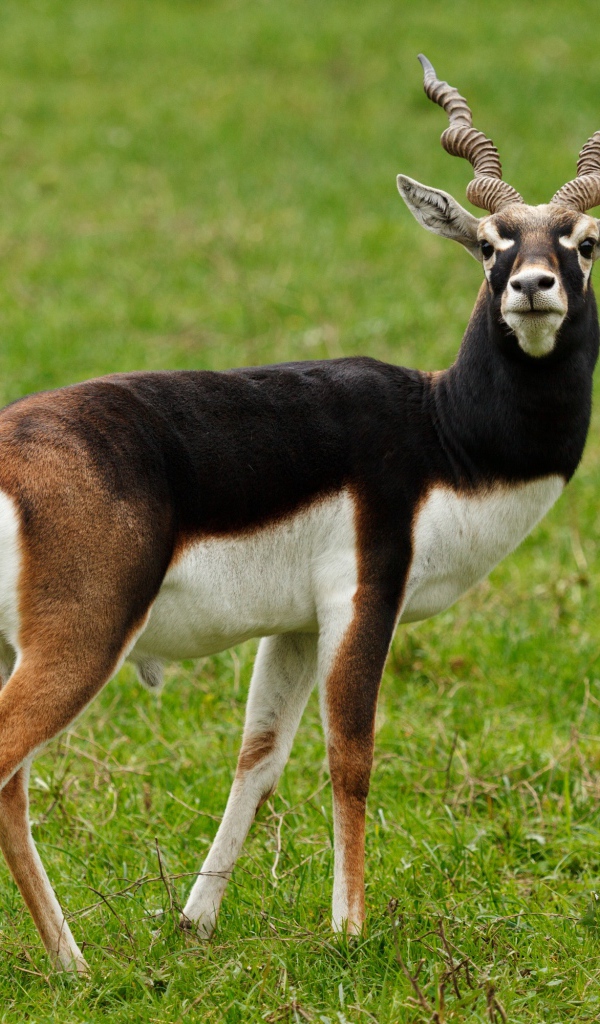 Большая антилопа на зеленой траве