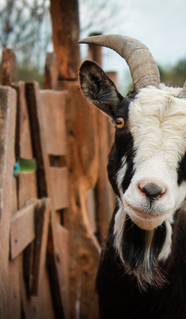 Черно-белая домашняя коза