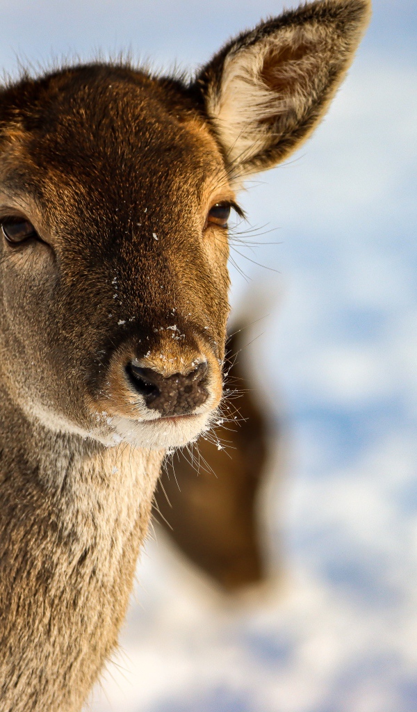 Олениха крупным планом 