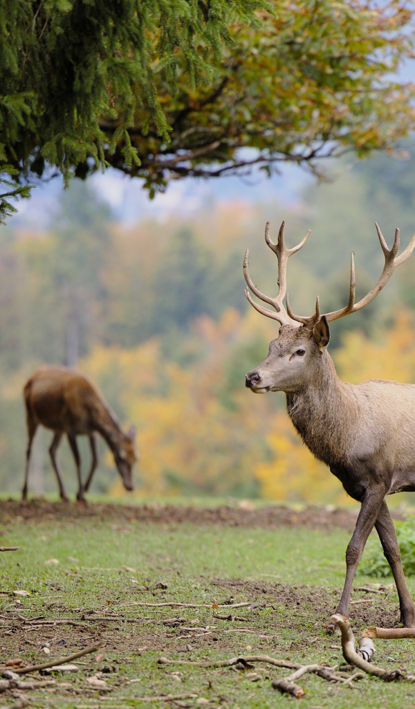Олени пасутся на зеленой траве в парке 