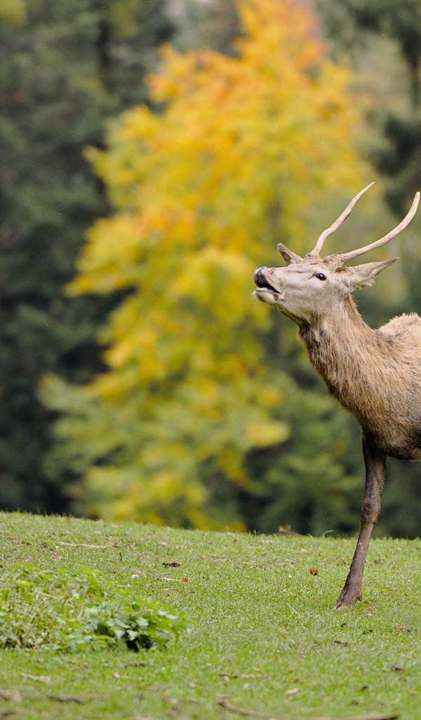 Олень кричит в лесу 