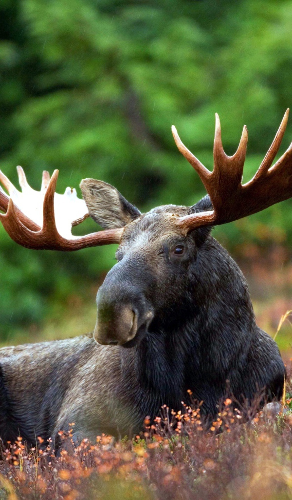 Лось с большими рогами лежит на траве