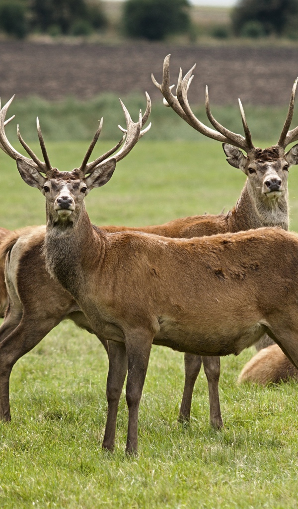 Стадо оленей на зеленой траве 