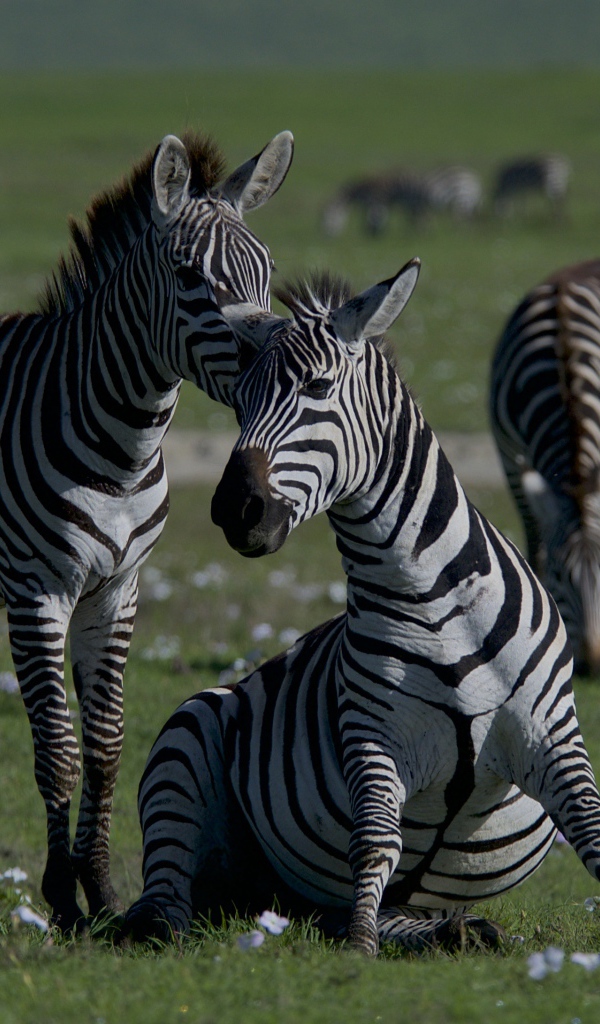 Стадо полосатых зебр на зеленой траве 