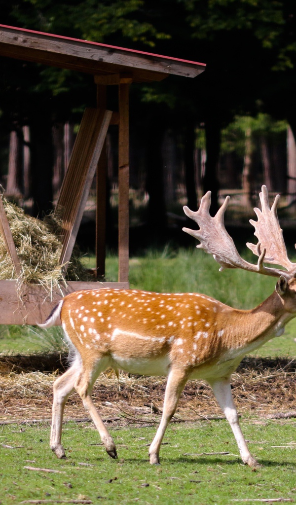 Большой пятнистый олень с большими рогами 
