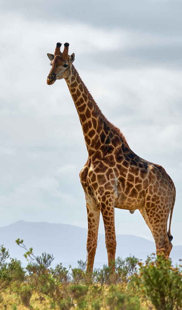 Большой пятнистый жираф в траве 