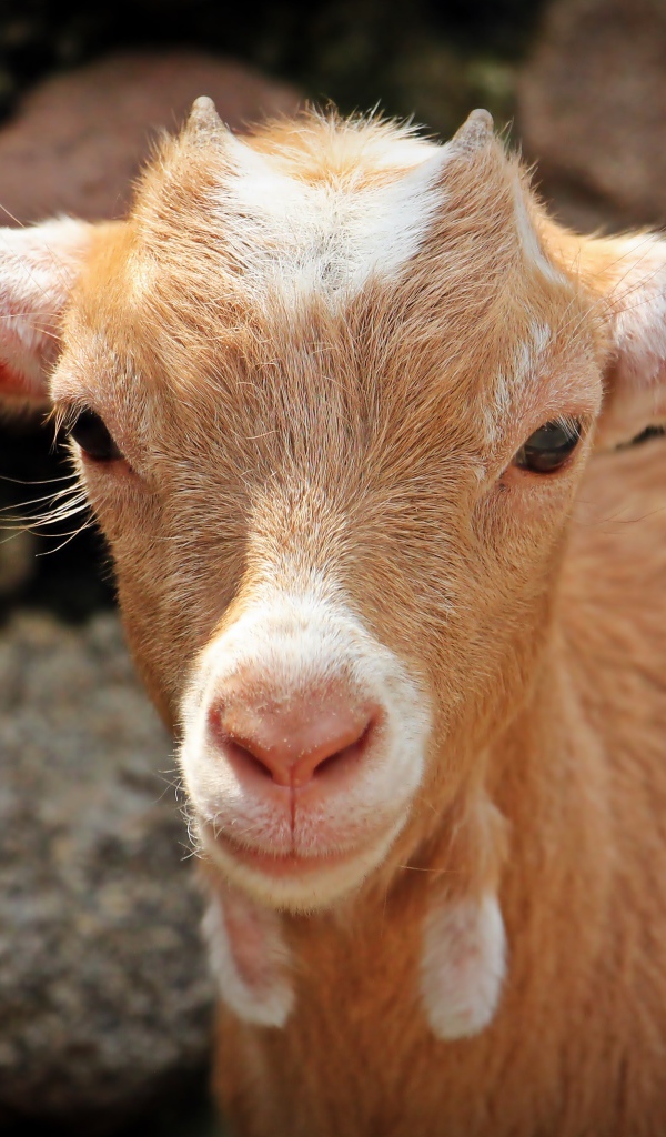 Маленький козленок с рожками