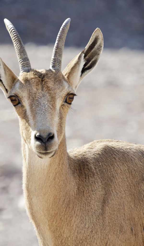 Нубийский горный козёл крупным планом 