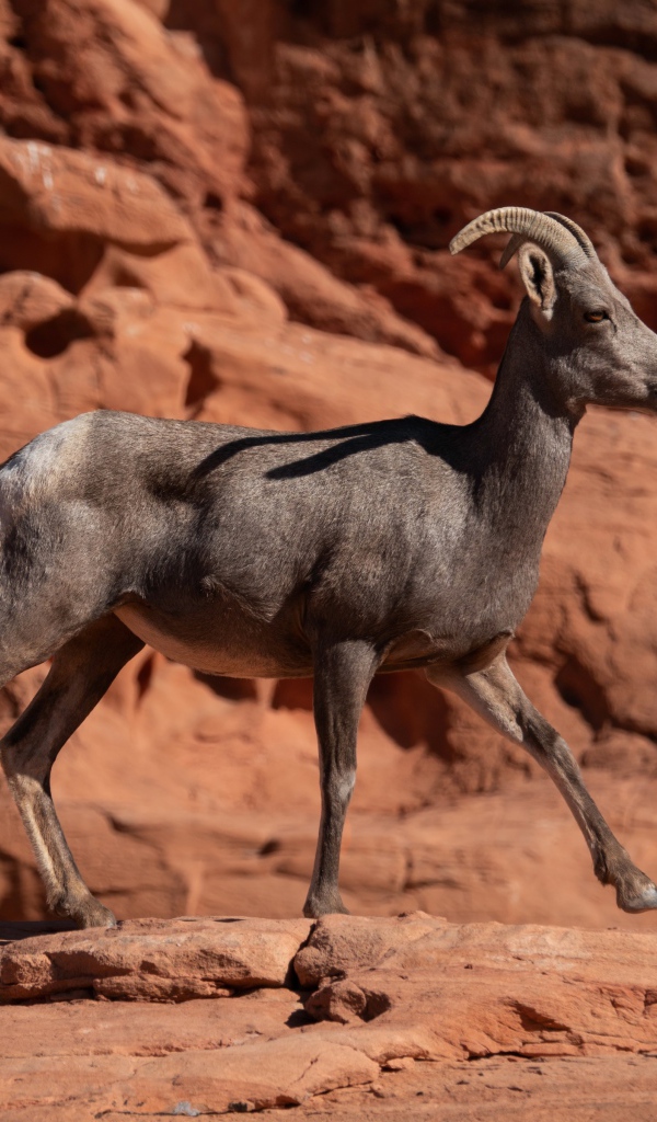 Нубийский горный козёл идет по камням