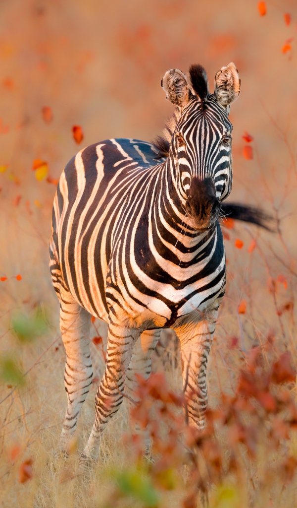 Полосатая зебра идет по сухой траве