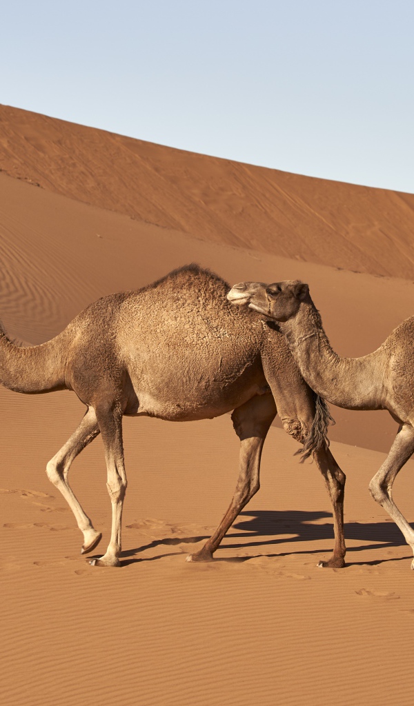 Два верблюда идут по горячей пустыне 