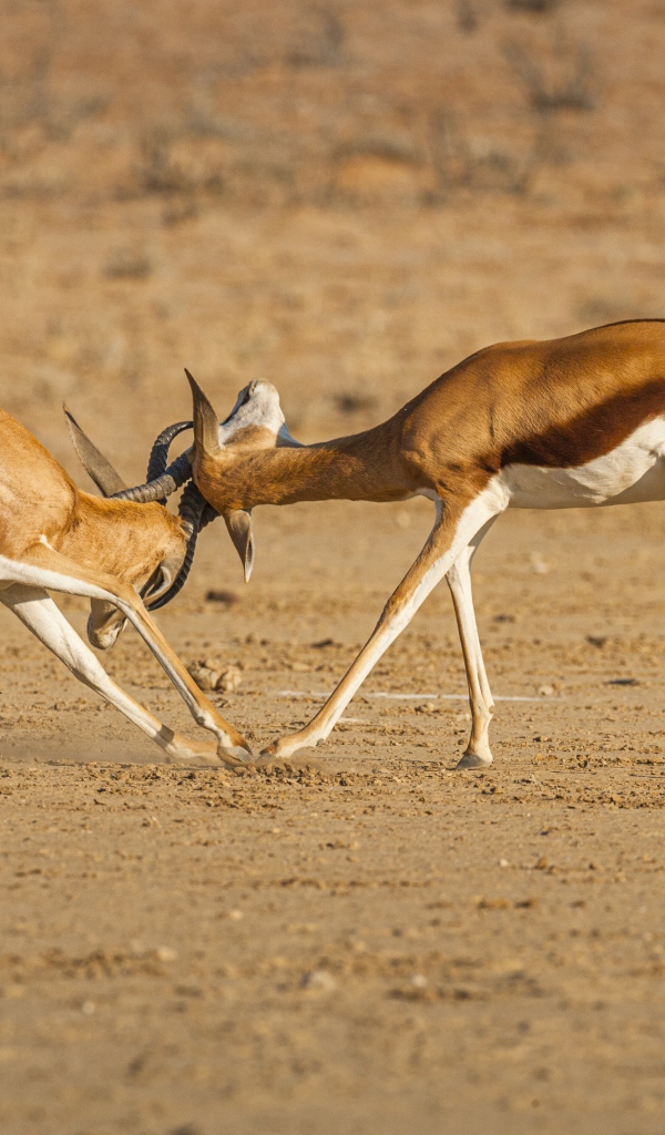 Две газели дерутся в саванне 