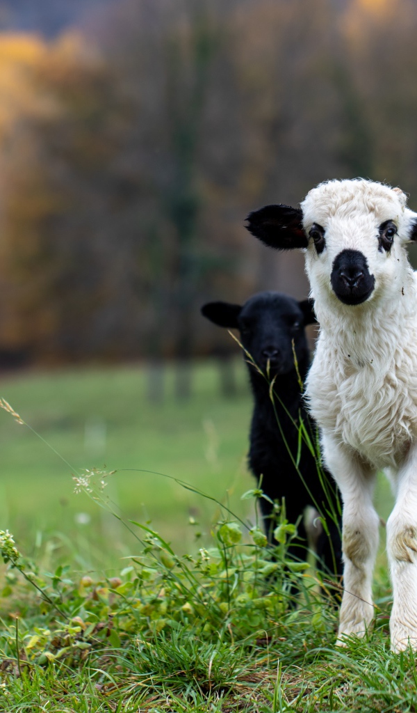 Два маленьких ягненка на зеленой траве 