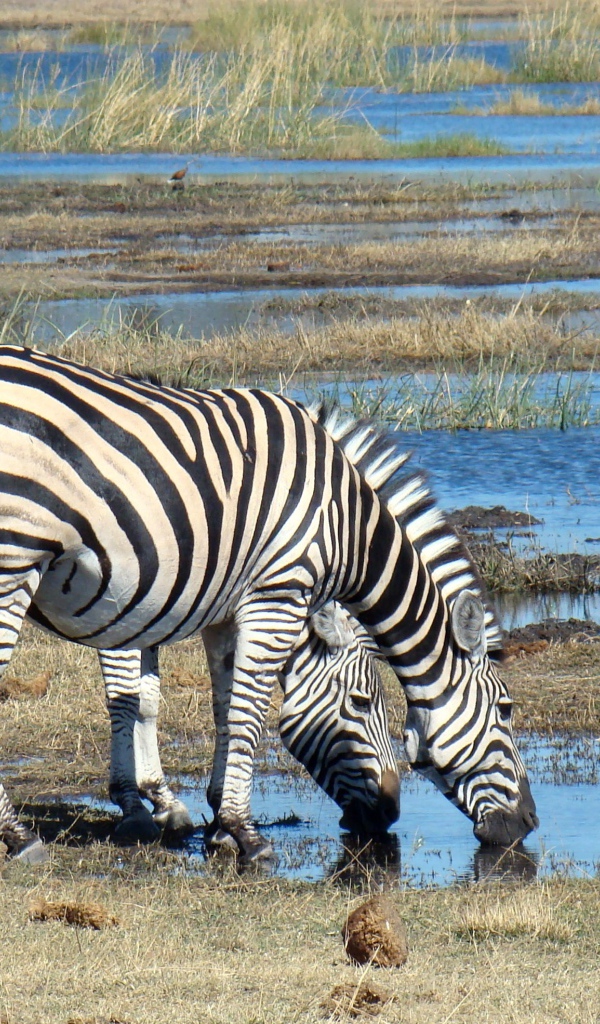 Две полосатые зебры у водопоя