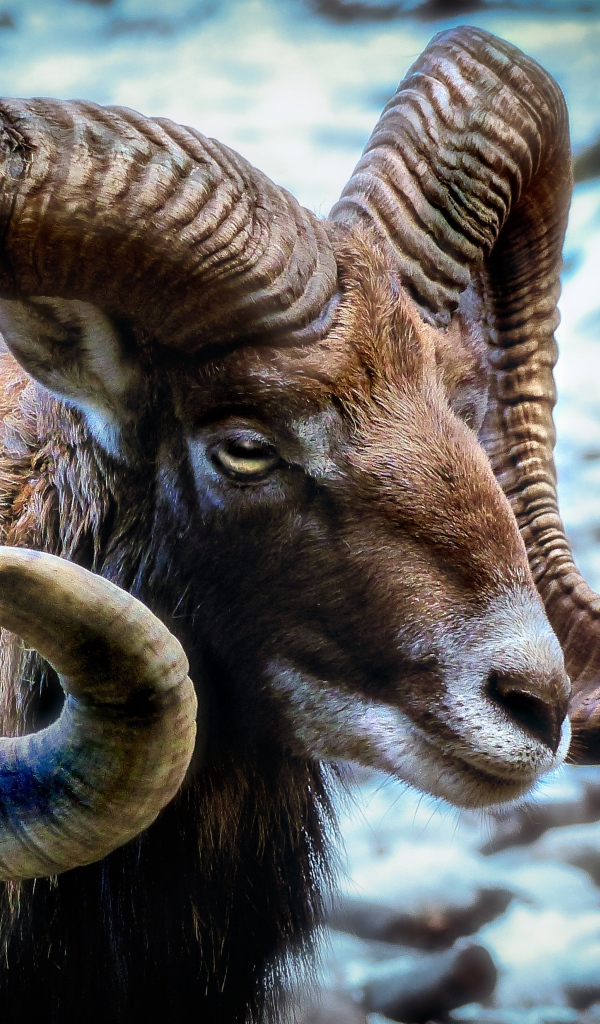 Дикий муфлон с большими рогами