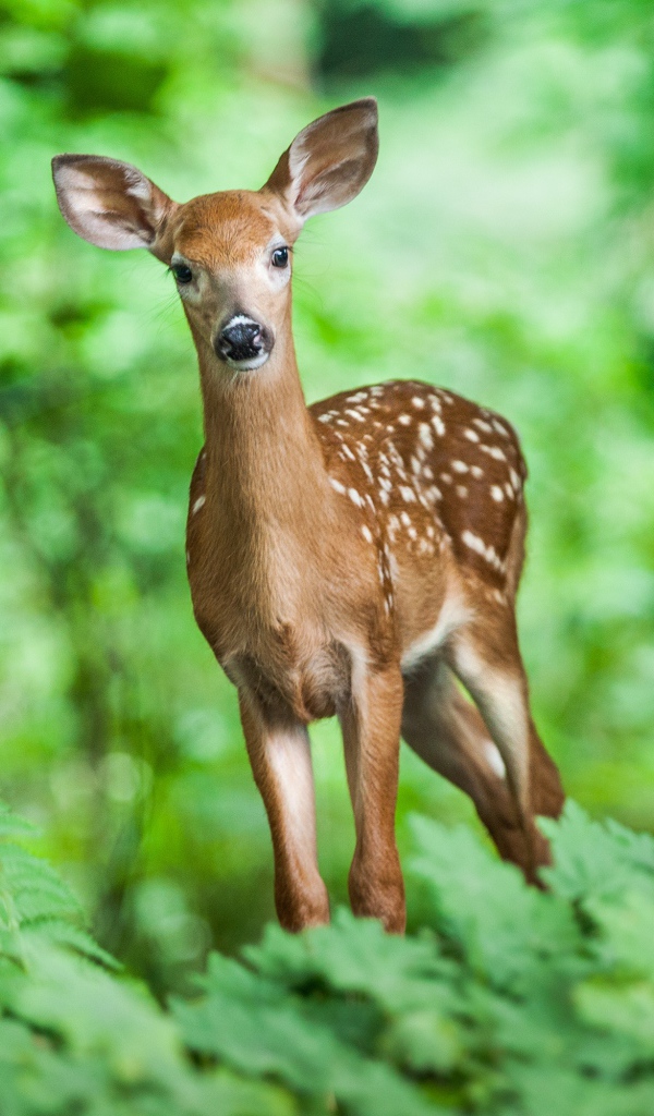 Молодой олень в лесу в зарослях