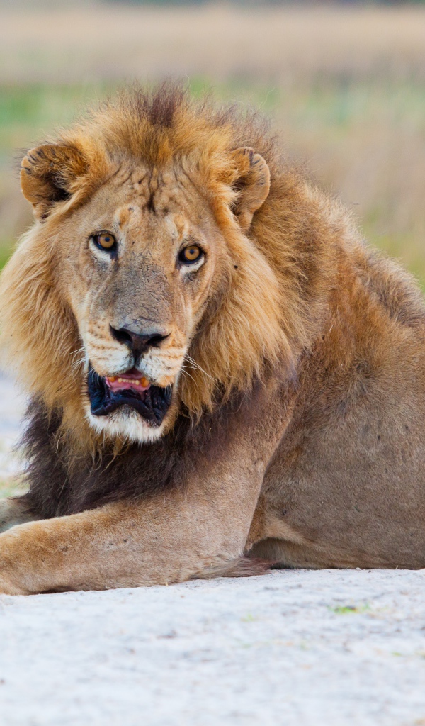Большой лев с открытой пастью лежит на песке