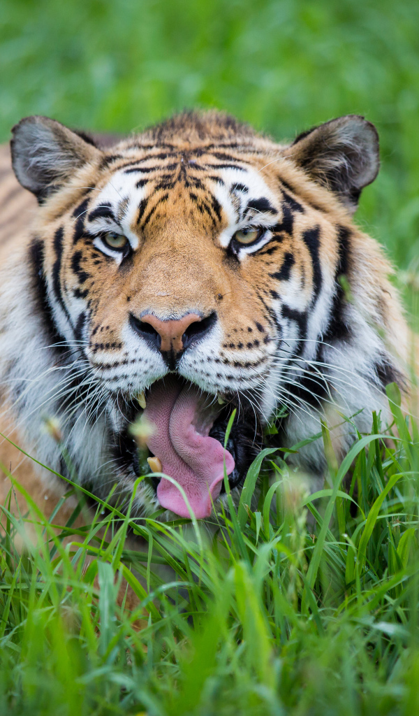 Полосатый тигр с высунутым языком лежит в зеленой траве 