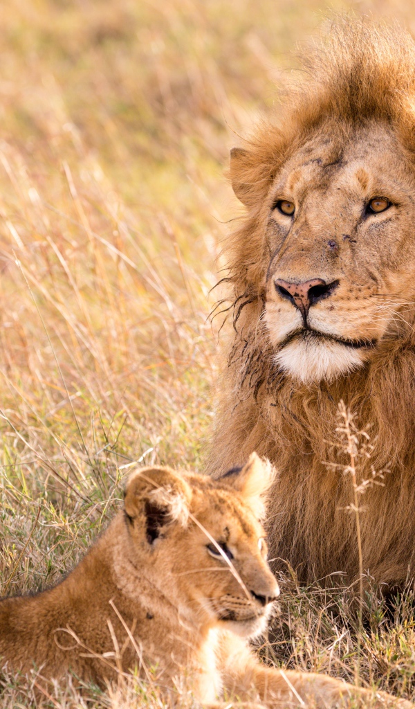 Большой лев на поляне с маленьким львенком