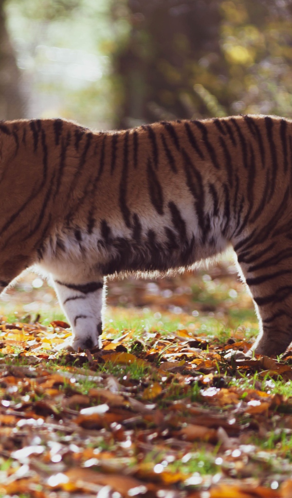 Большой полосатый амурский тигр в осеннем лесу 