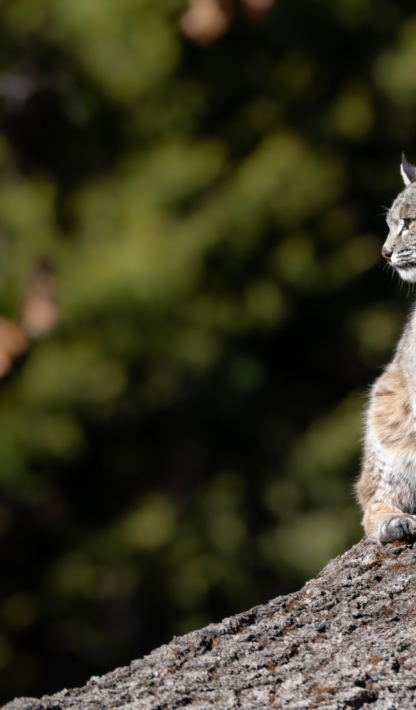 Серая рысь греется в лучах солнца на камне