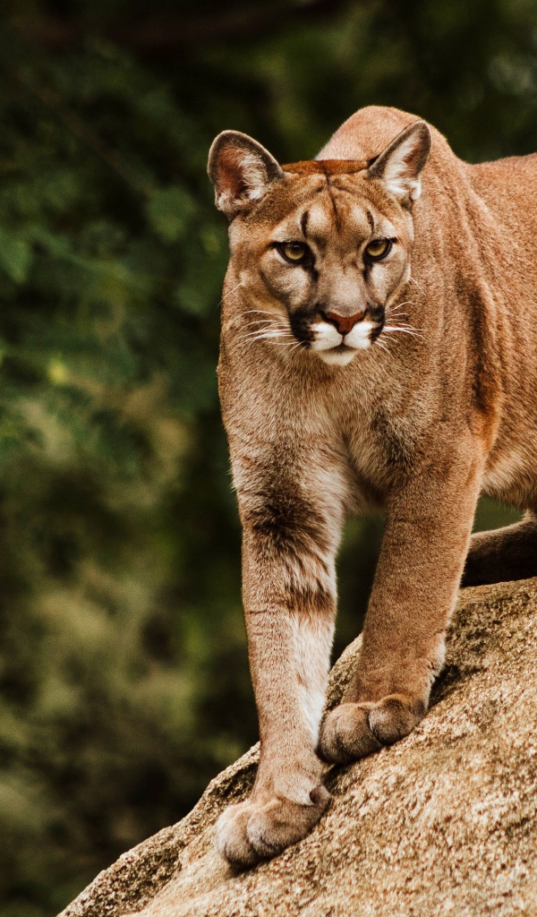 Большая хищная пума сидит на камне 