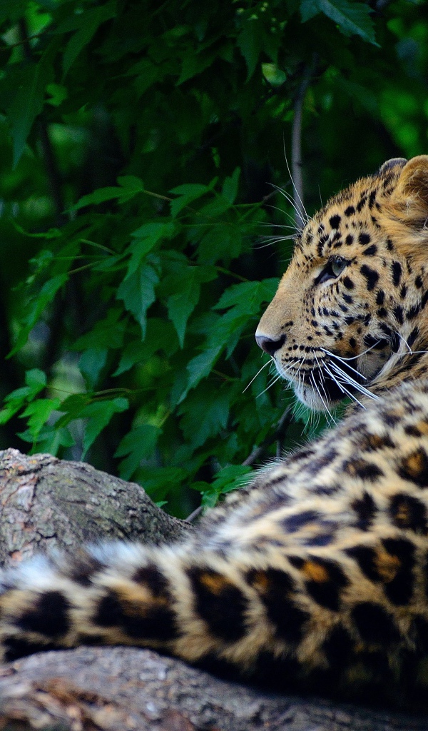 Большой пятнистый хищный леопард лежит на дереве 