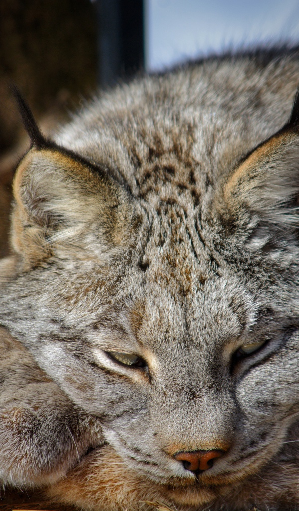 Рысь дремлет на солнце