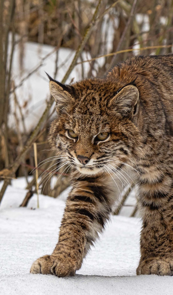 Серьезная серая рысь идет по снегу