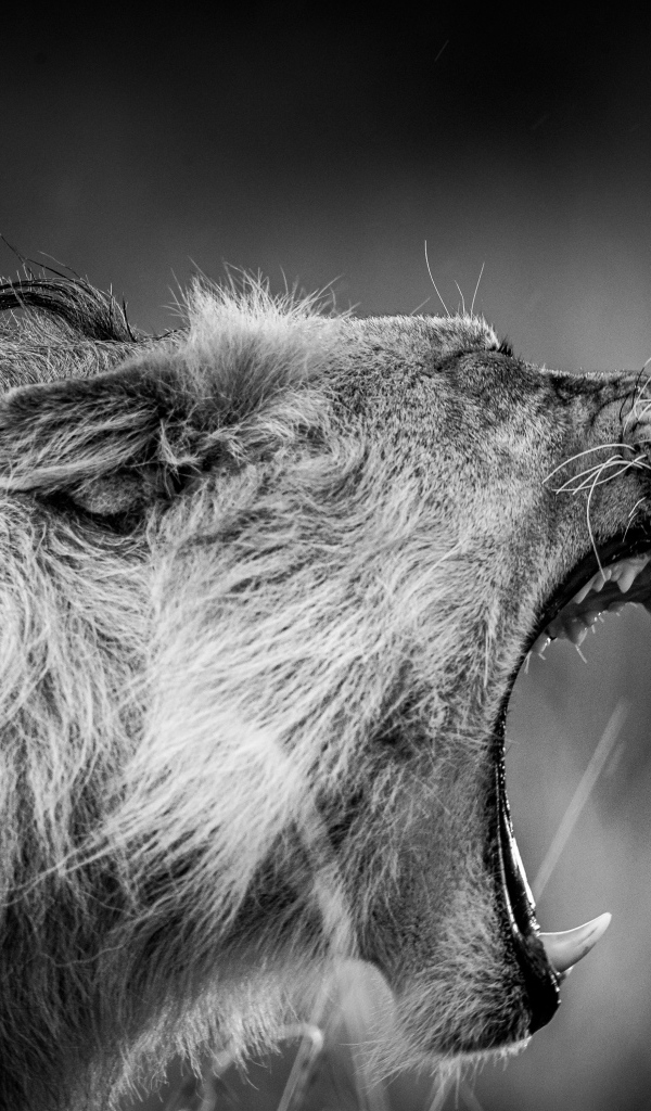 Грозный рык льва черно-белое фото