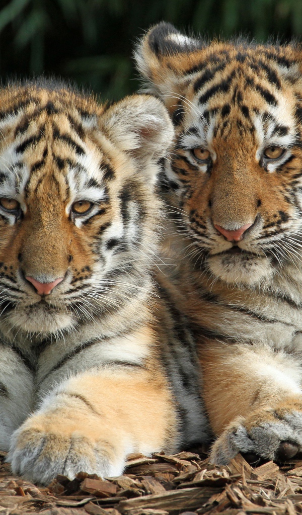 Два маленьких полосатых тигренка лежат на земле